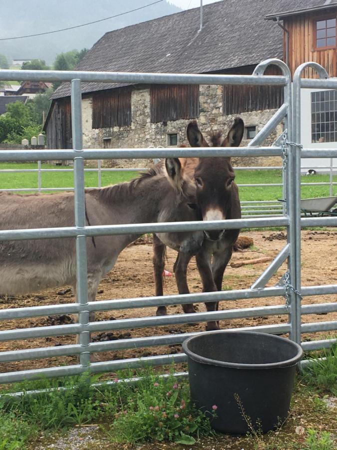 Bed and Breakfast Wengerwirt Zur Laube Weng im Gesause Esterno foto
